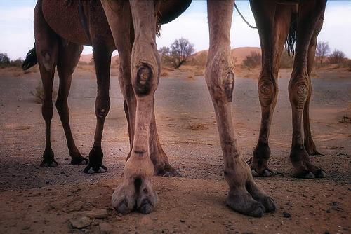 camelknees.jpg